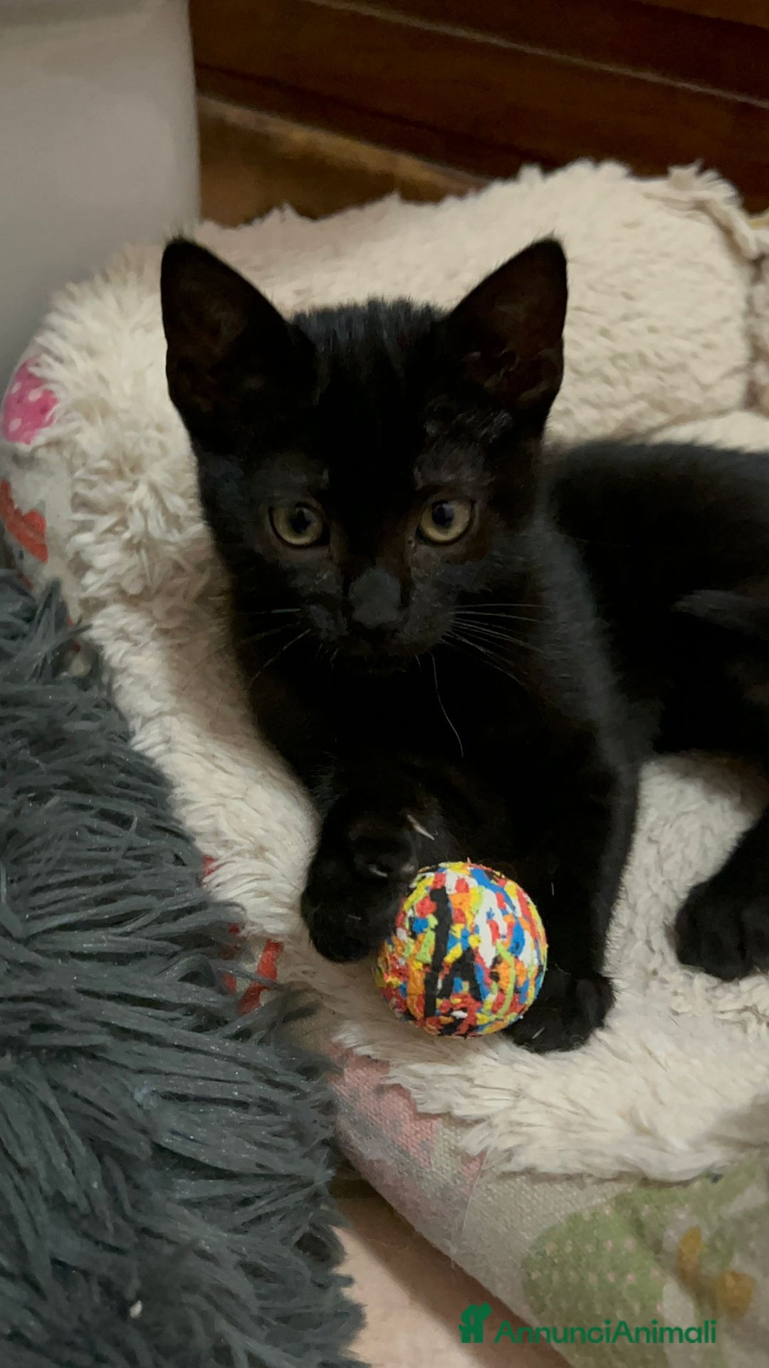 Europeo gatti in regalo: 🩷🤎Nutella, due mesi di cioccolatezza - Annuncio 2