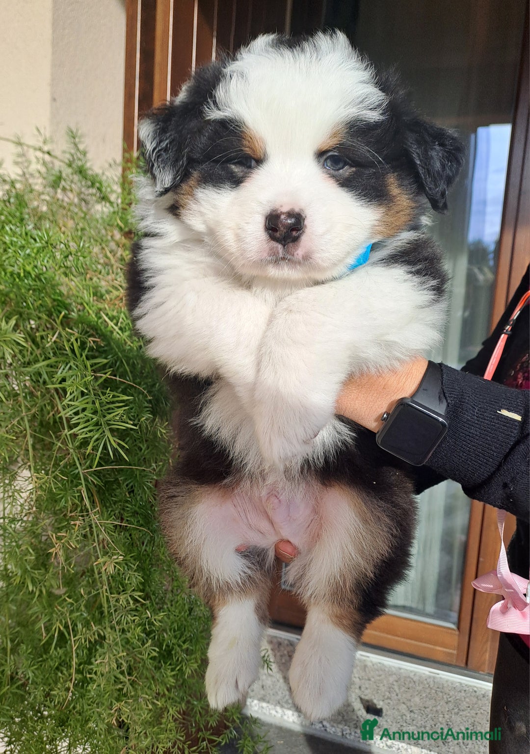 Australian Shepherd cani in vendita: Australian sheperd - Annuncio 6