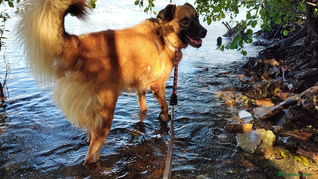 Meticcio cani in regalo: Axel cerca una famiglia  - Annuncio 6