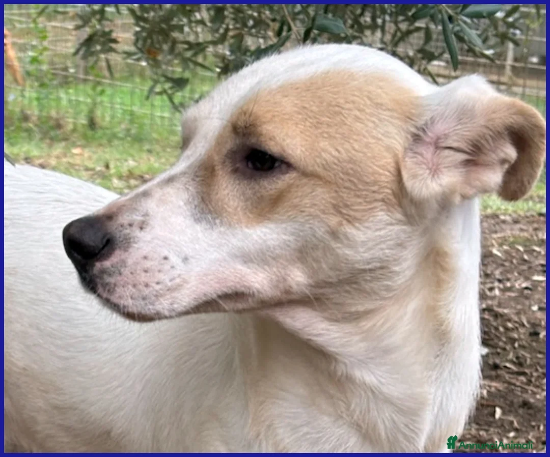 Meticcio cani in regalo: CALU' TENERA CAGNOLINA 2 ANNI,SALVATA DALLA GABBIA - Annuncio 16