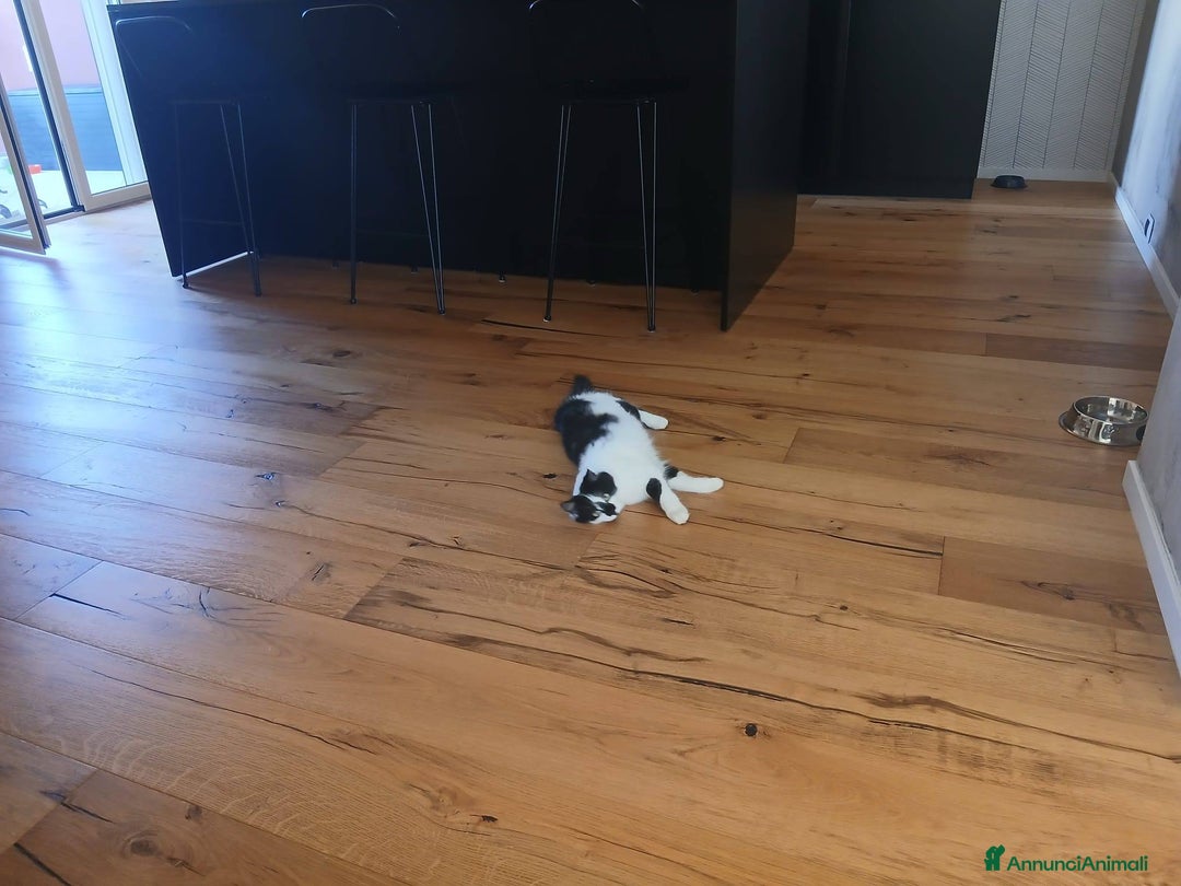 Meticcio gatti in regalo: Cleo gattina smorfiosa - Annuncio 3