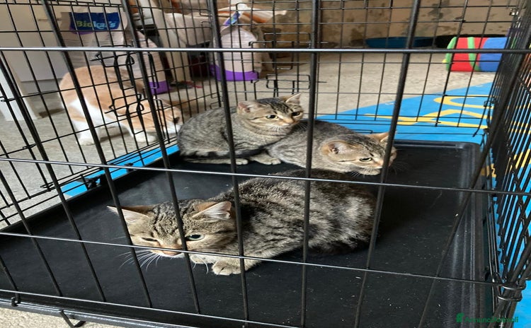 Altre razze gatti - Annuncio 4