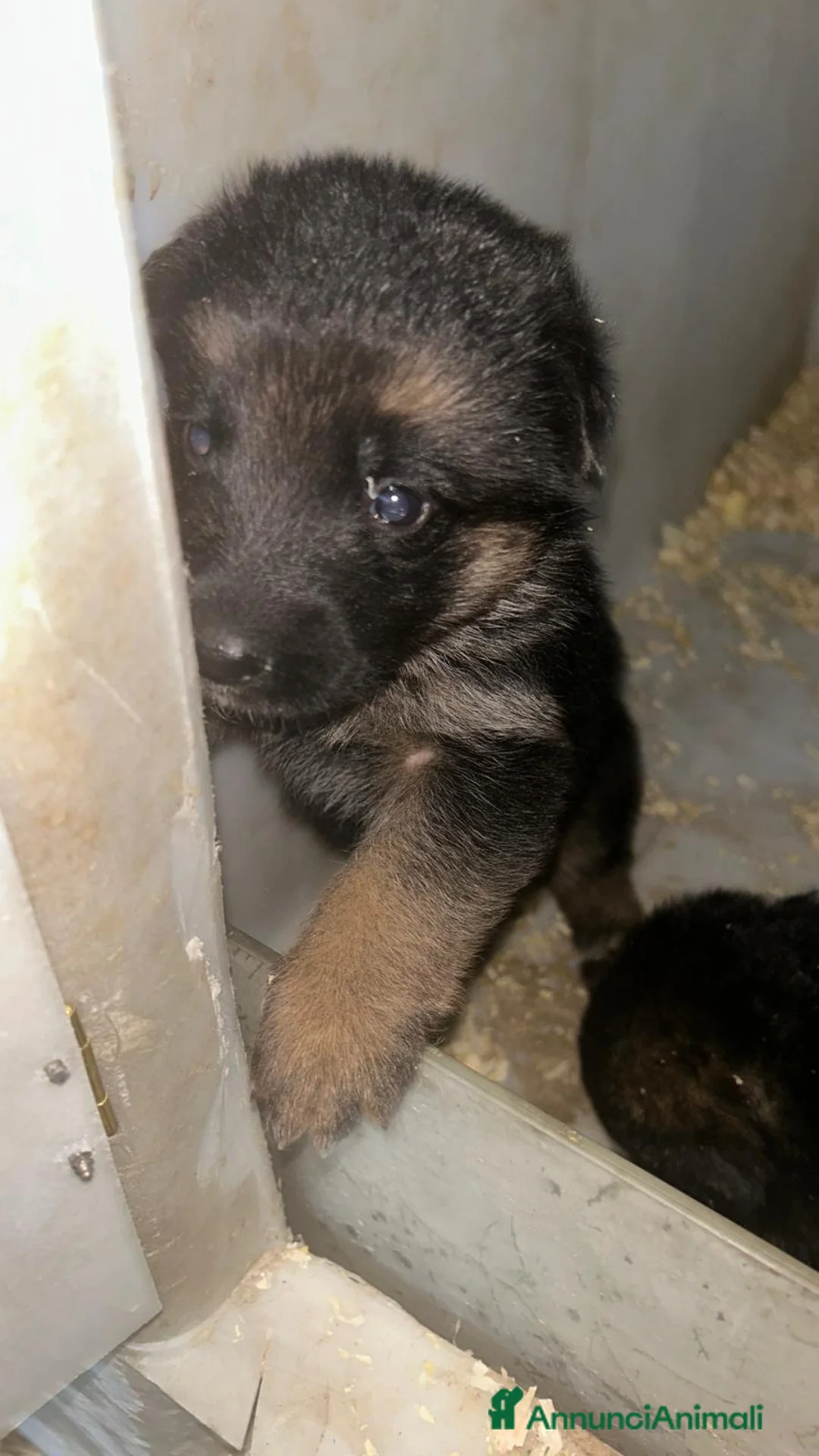 Pastore Tedesco cani in vendita: Cuccioli di pastore tedesco  - Annuncio 7