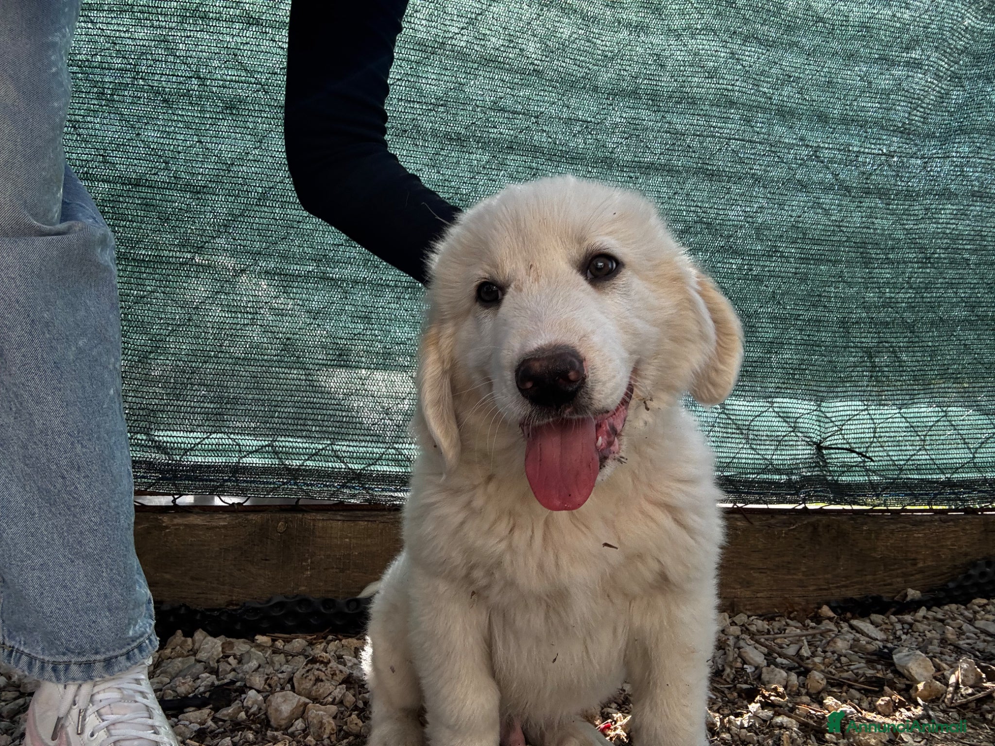 Cane da Montagna dei Pirenei cani NEBBIA cucciolo socievole taglia gigante - Annuncio 1