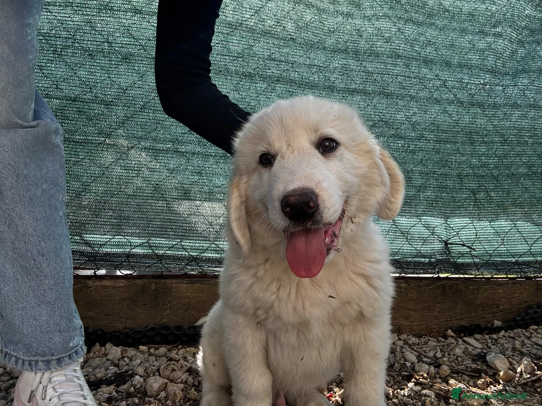 Cane da Montagna dei Pirenei cani in regalo: NEBBIA cucciolo socievole taglia gigante - Annuncio 1