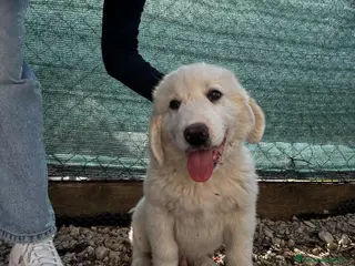 Cane da Montagna dei Pirenei cani NEBBIA cucciolo socievole taglia gigante - Annuncio 1