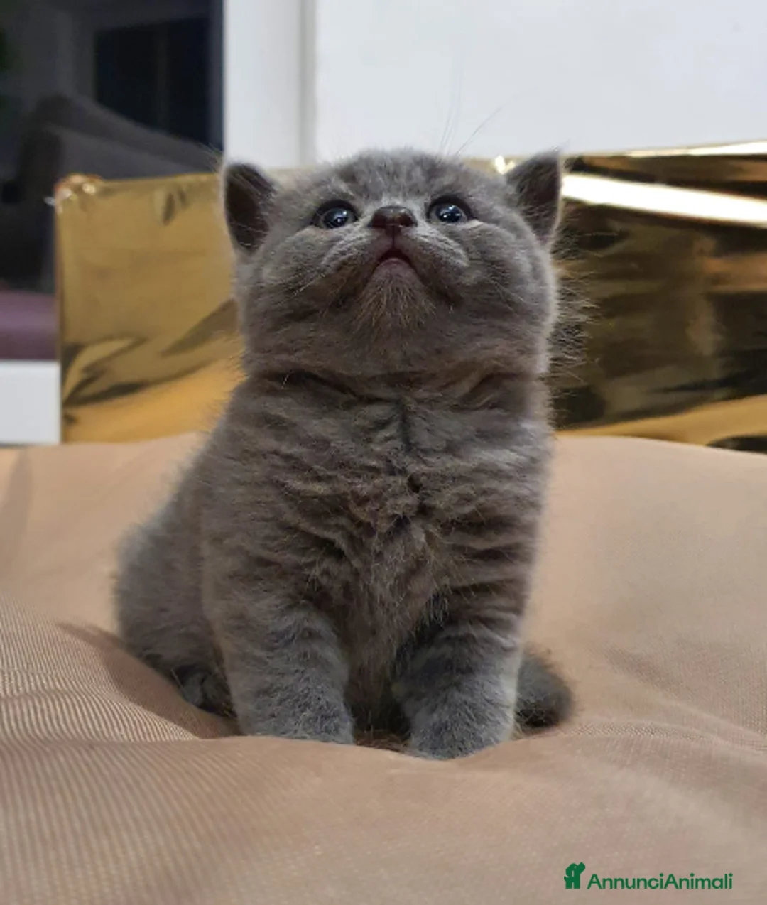 British gatti in vendita: Prenotasi cuccioli di gatto British short hair - Annuncio 6