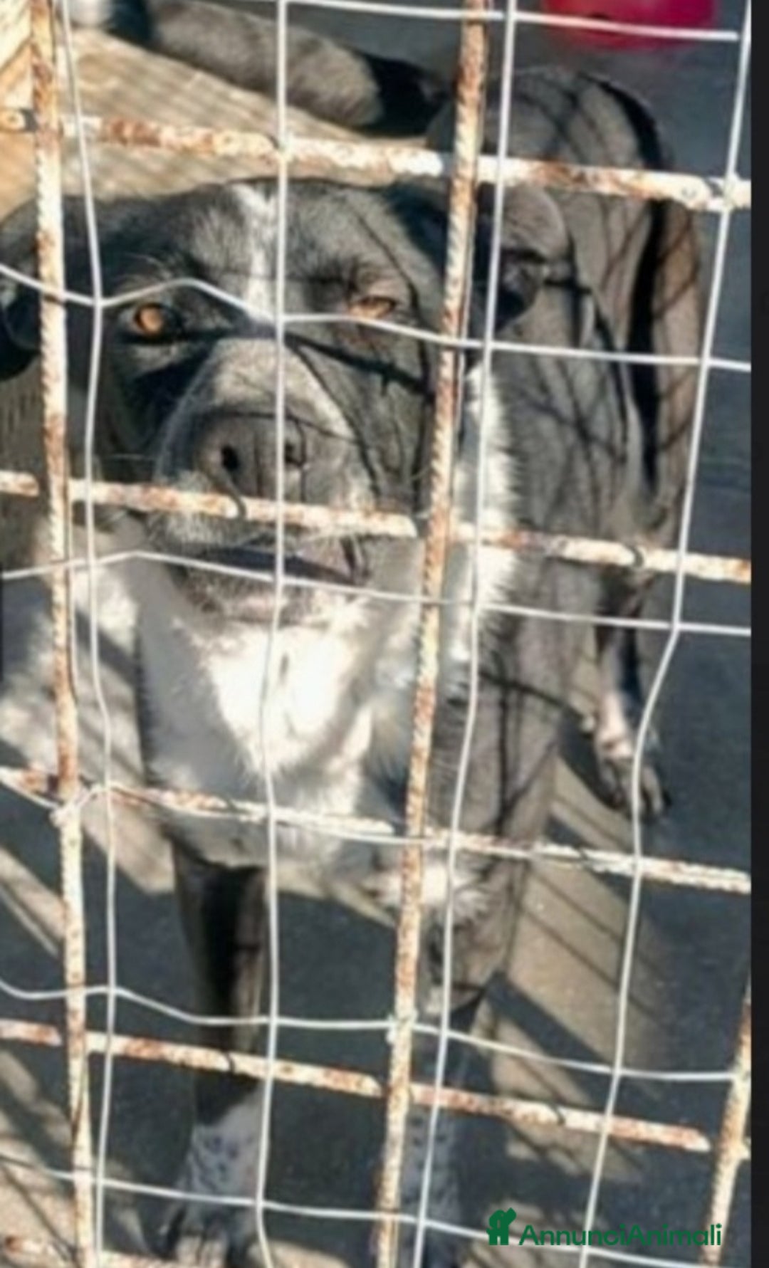 Meticcio cani in regalo: Fenice sfruttata e mollata in strada,in canile.SUD a Città metropolitana di Milano - Annuncio 3