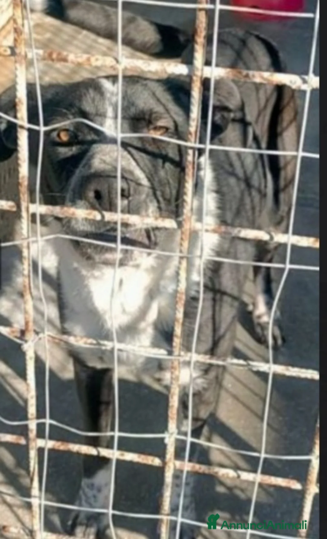 Meticcio cani in regalo: Fenice sfruttata e mollata in strada,in canile.SUD a Città metropolitana di Milano - Annuncio 3