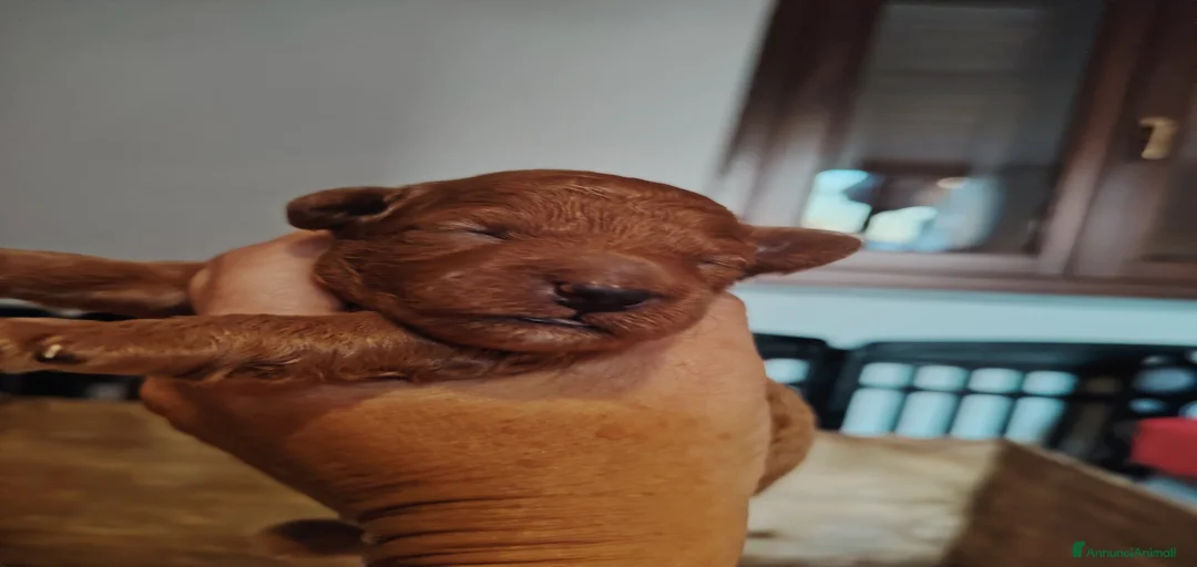 Immagine della galleria {{count}}