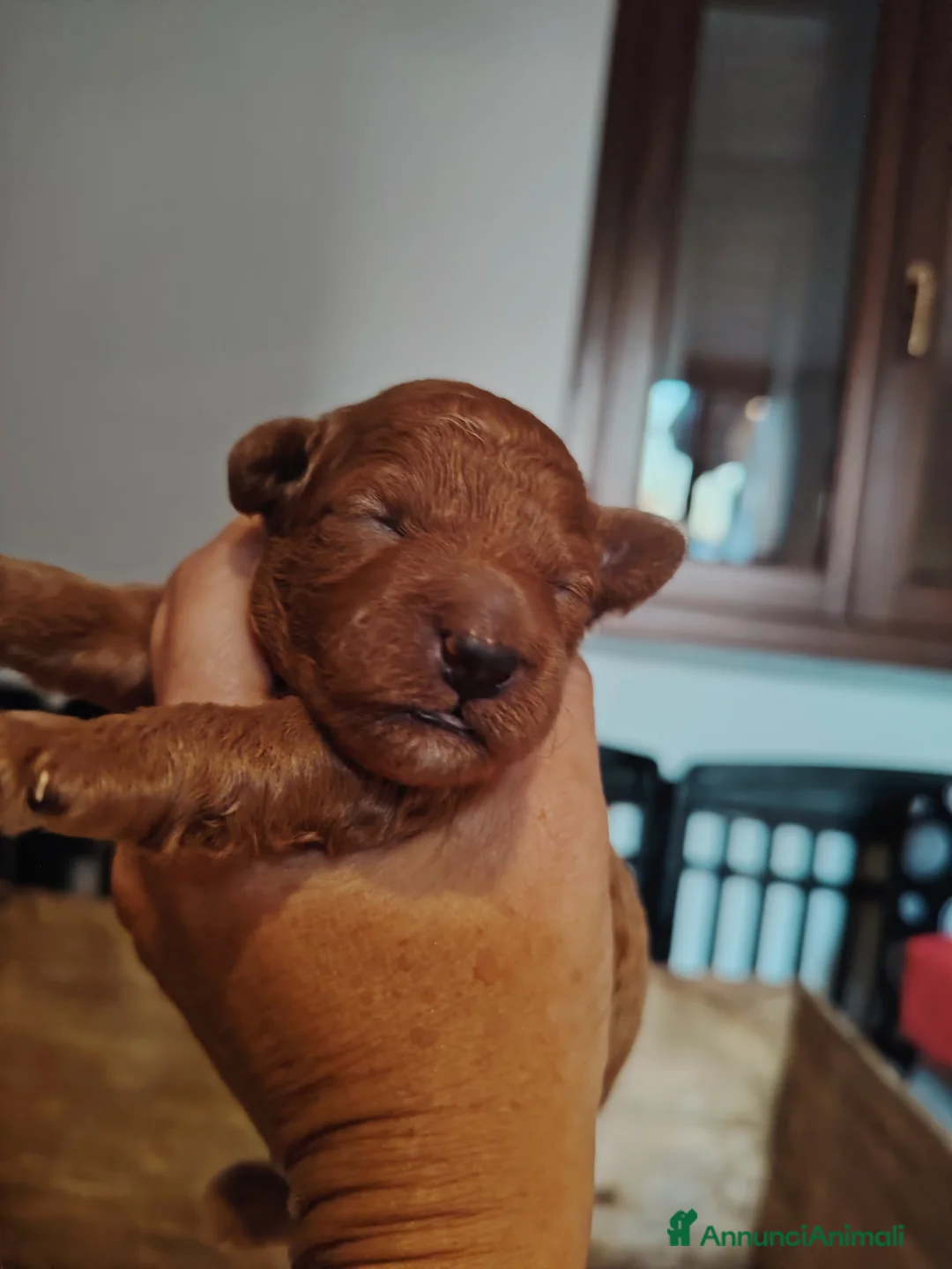 Immagine della galleria {{count}}