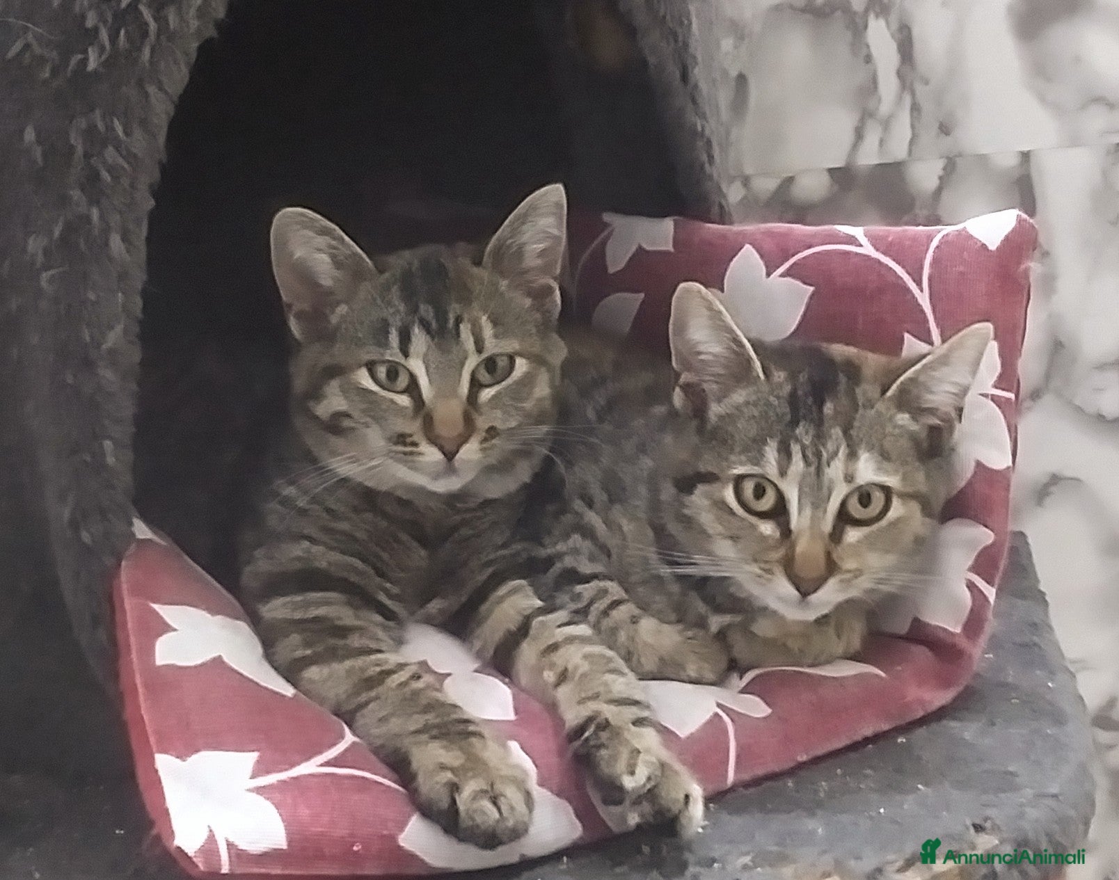 Europeo gatti Michelle e Jasmine a Città Metropolitana di Bari - Annuncio 1