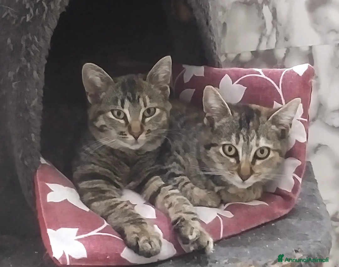 Europeo gatti in regalo: Michelle e Jasmine a Città Metropolitana di Bari - Annuncio 1