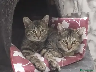 Europeo gatti Michelle e Jasmine a Città Metropolitana di Bari - Annuncio 1