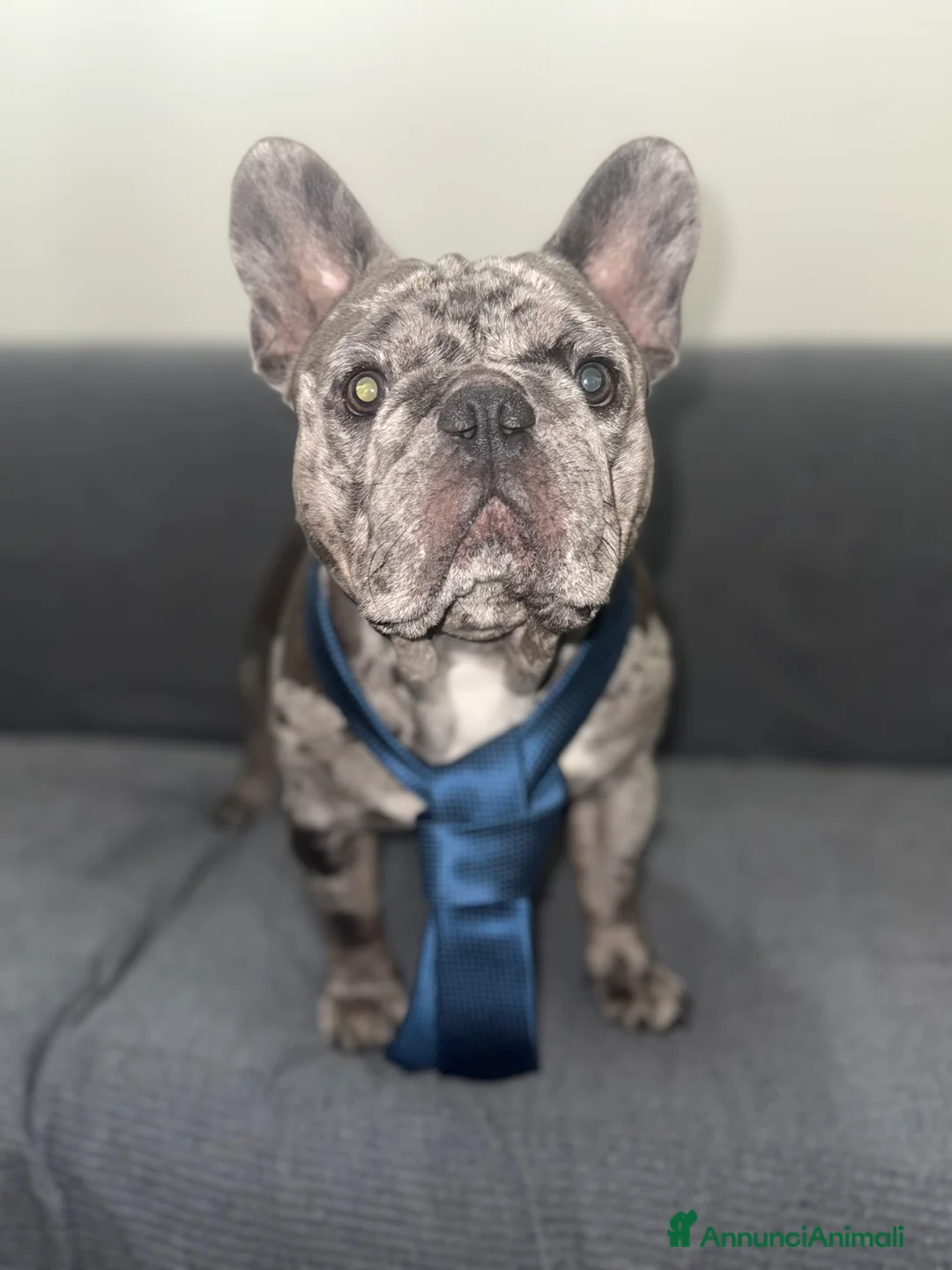 Bulldog Francese cani per accoppiamento: Cerco fidanzatina  - Annuncio 3