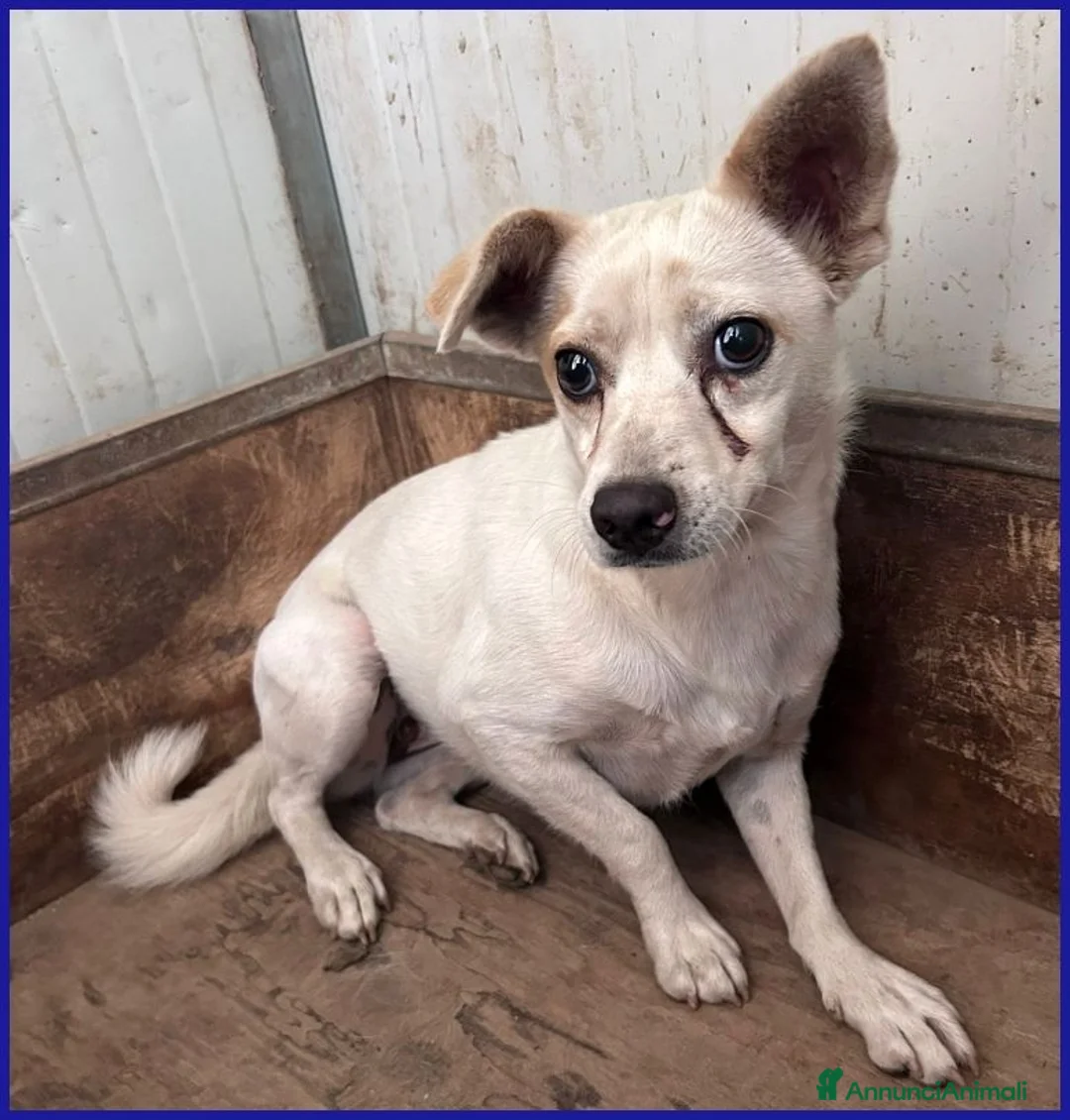 Meticcio cani in regalo: GIOIA giovane timidina - 8kg a Città metropolitana di Milano - Annuncio 2