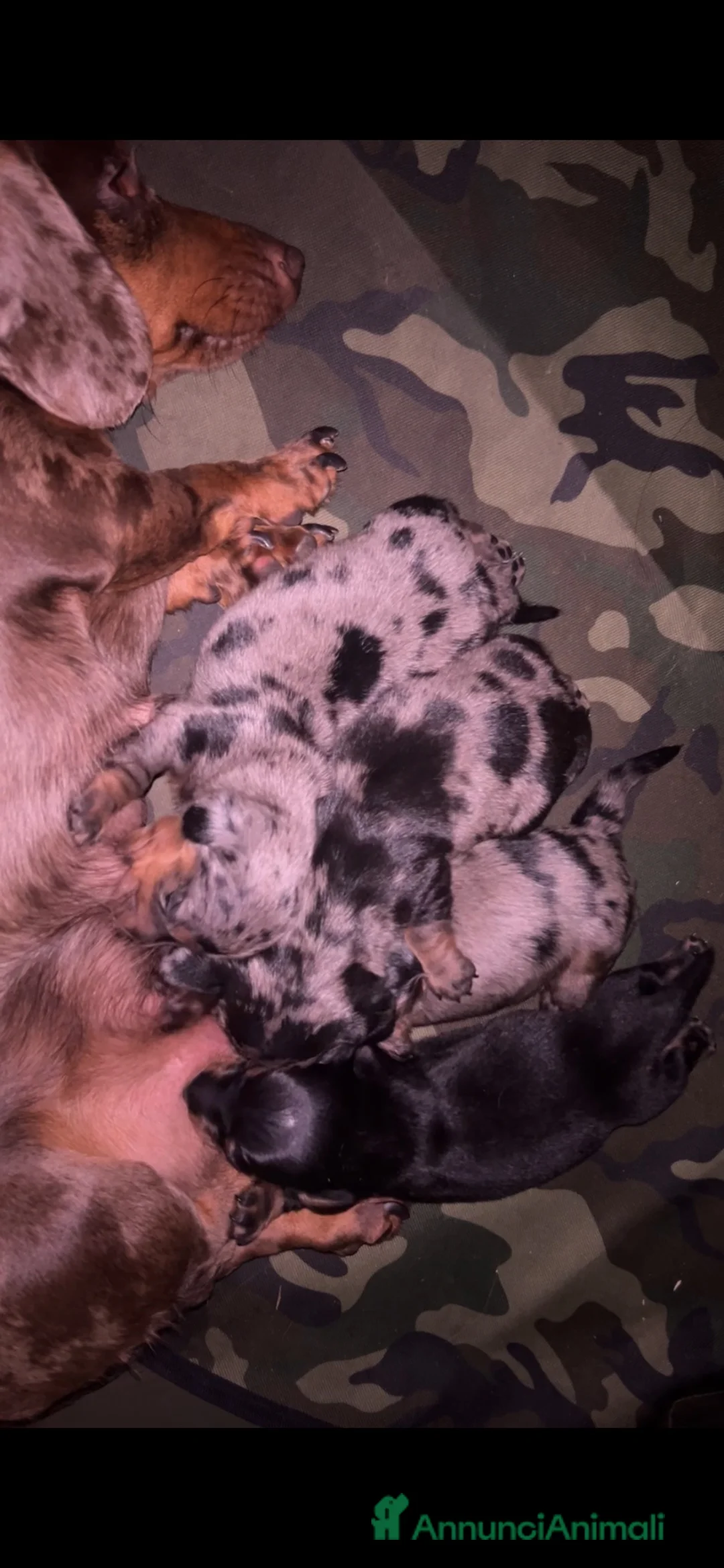 Bassotto cani in vendita: Cuccioli di bassotto - Annuncio 2