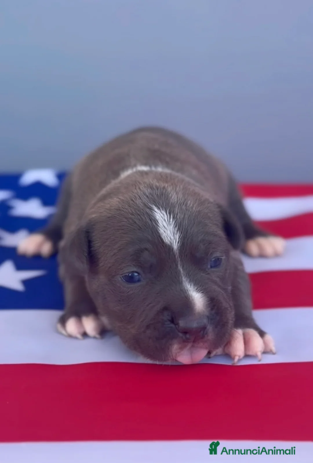 American Staffordshire cani in vendita: Amstaff cuccioli Blu  - Annuncio 1