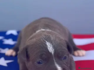 American Staffordshire cani Amstaff cuccioli Blu - Annuncio 21