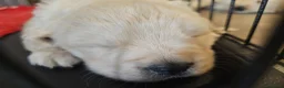 Golden Retriever cani in vendita: Cuccioli Golden Retriever  - Annuncio 16