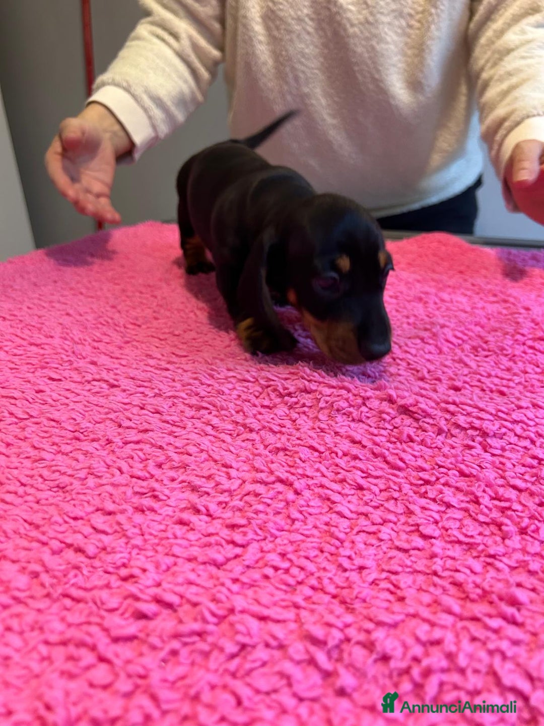 Bassotto cani in vendita: Bassotti Tedeschi Nani a Pelo Corto-Pedigree  - Annuncio 21