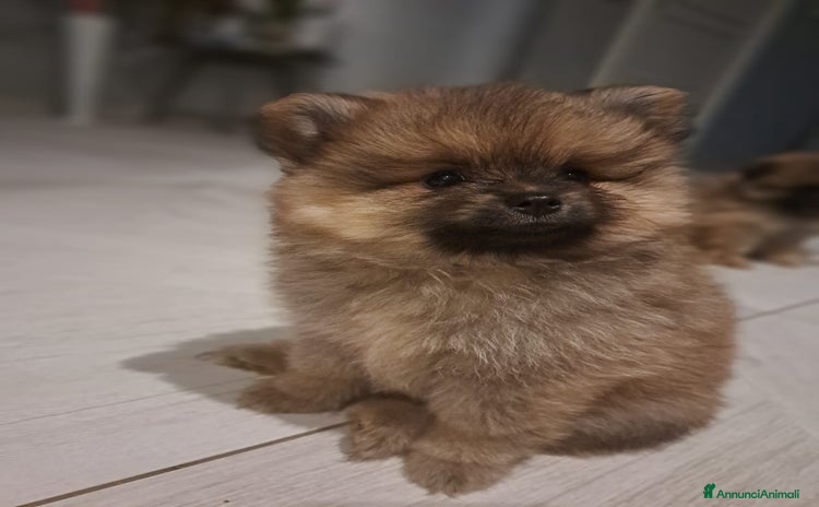 Spitz cani a Città metropolitana di Roma Capitale - Annuncio 15