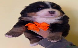 Bovaro del Bernese cani in vendita: Disponibili Cuccioli Bovaro Del Bernese - Immagine 5