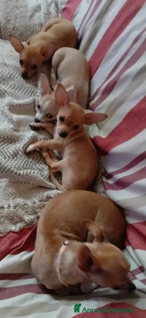 Chihuahua cani - Annuncio 2
