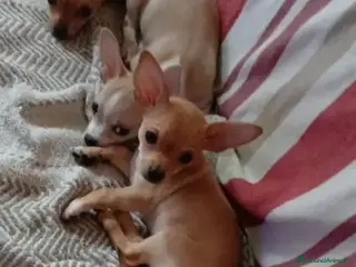 Chihuahua cani Chihuahua cucciolini bellissimi - Annuncio 8