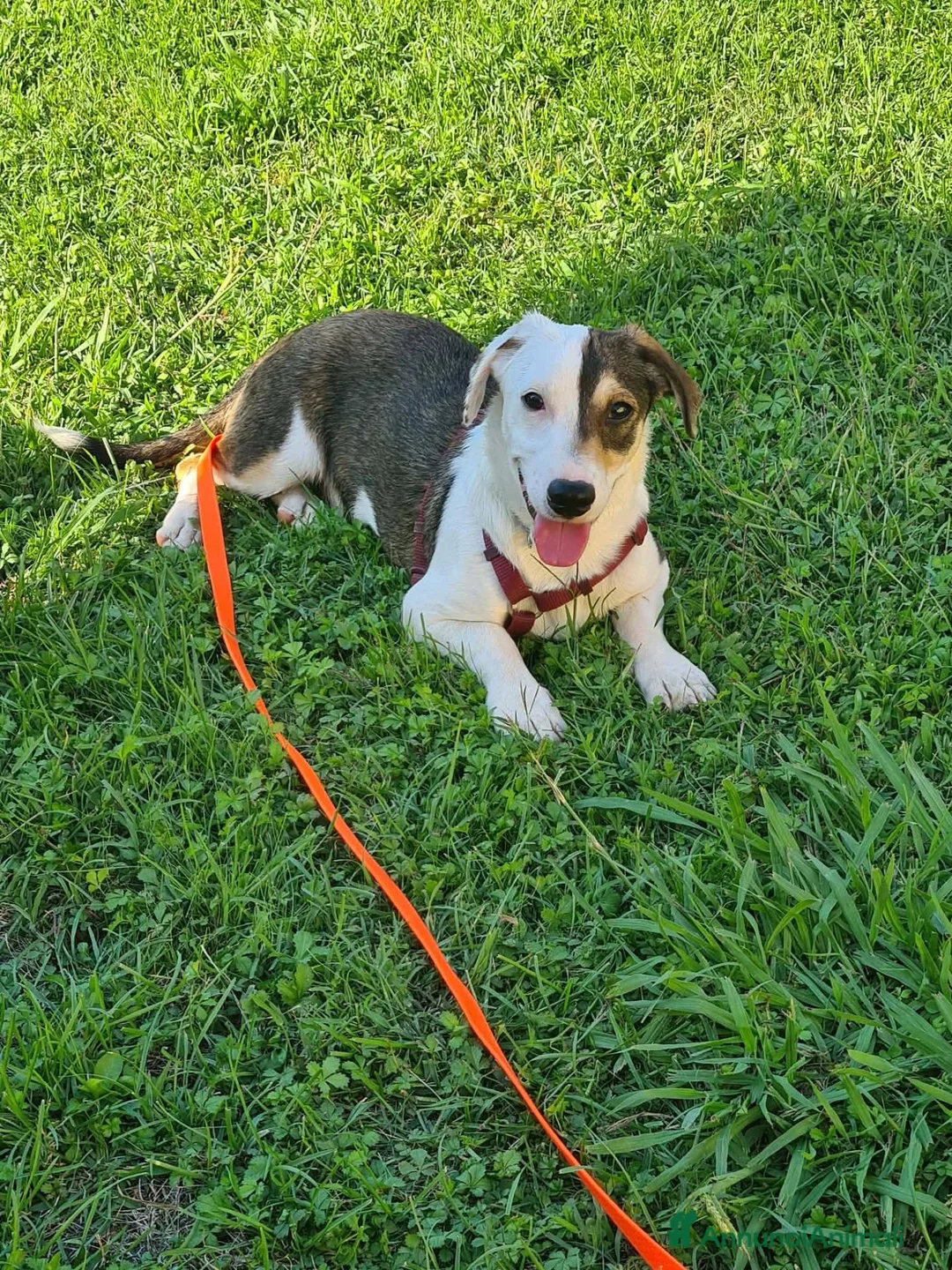 Meticcio cani in regalo: FAN, timido cucciolo ZAMPACORTA! tg PICCOLA - Annuncio 8