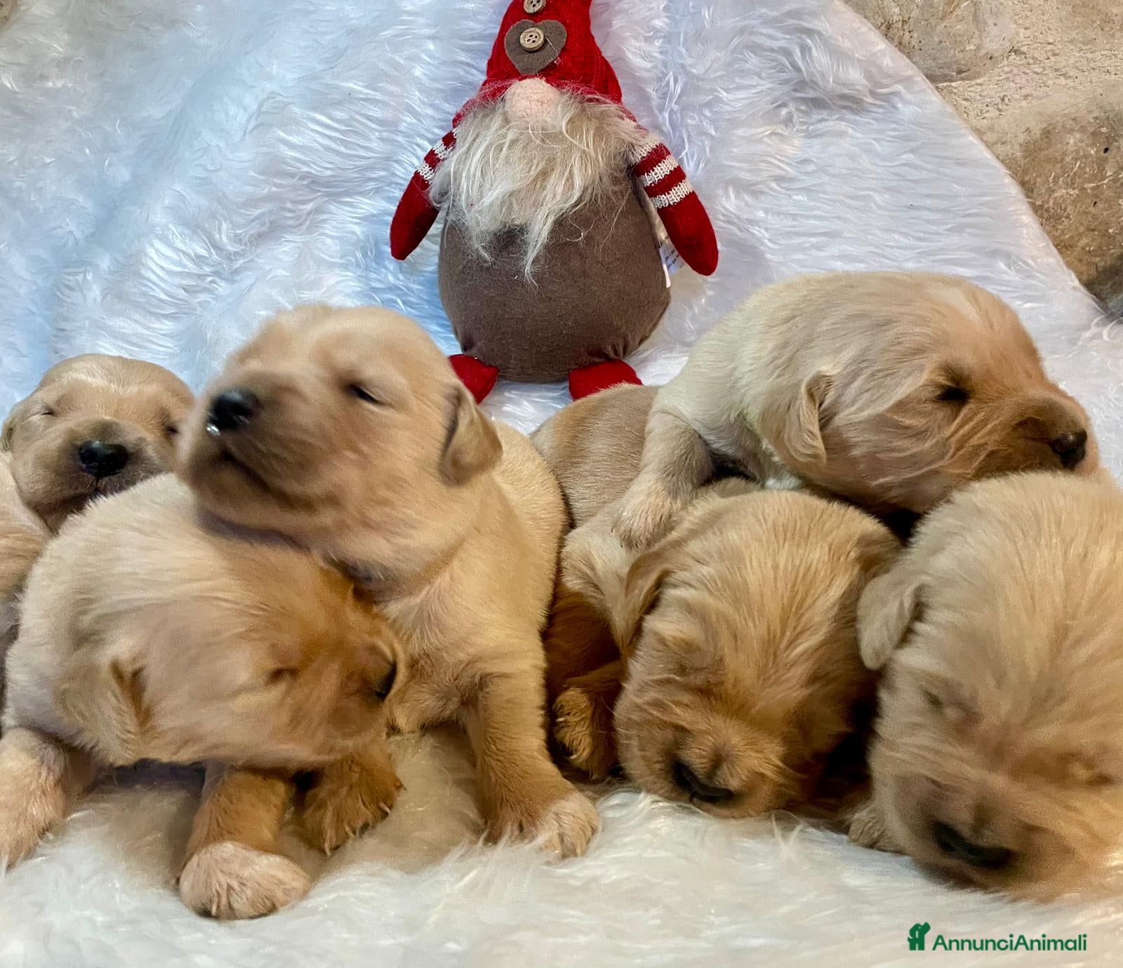 Golden Retriever cani CUCCIOLI GOLDEN RETRIEVER  - Annuncio 9