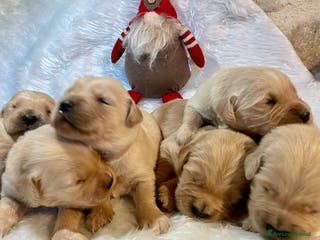 Golden Retriever cani CUCCIOLI GOLDEN RETRIEVER - Annuncio 9