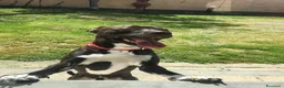 Meticcio cani in regalo: JAISON buono con le persone! a Città Metropolitana di Torino - Annuncio 2
