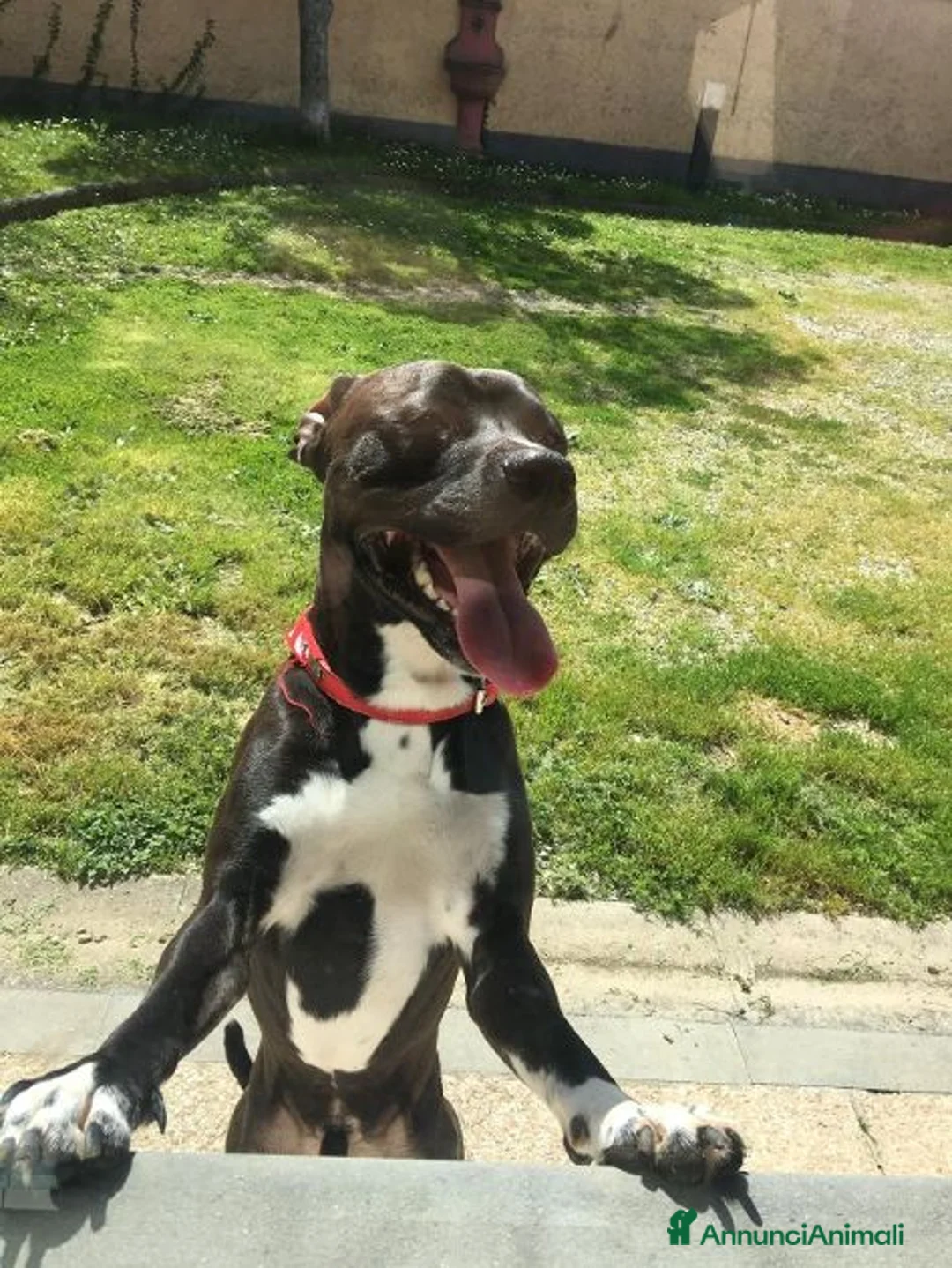 Meticcio cani in regalo: JAISON buono con le persone! a Città Metropolitana di Torino - Annuncio 2