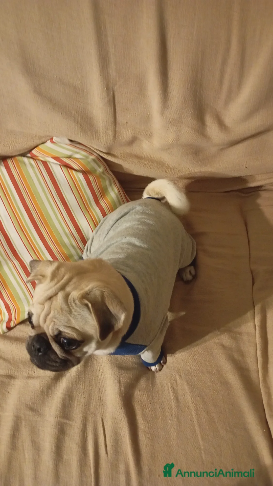 Carlino cani per accoppiamento: Carlina  - Annuncio 2