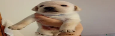 Labrador 1