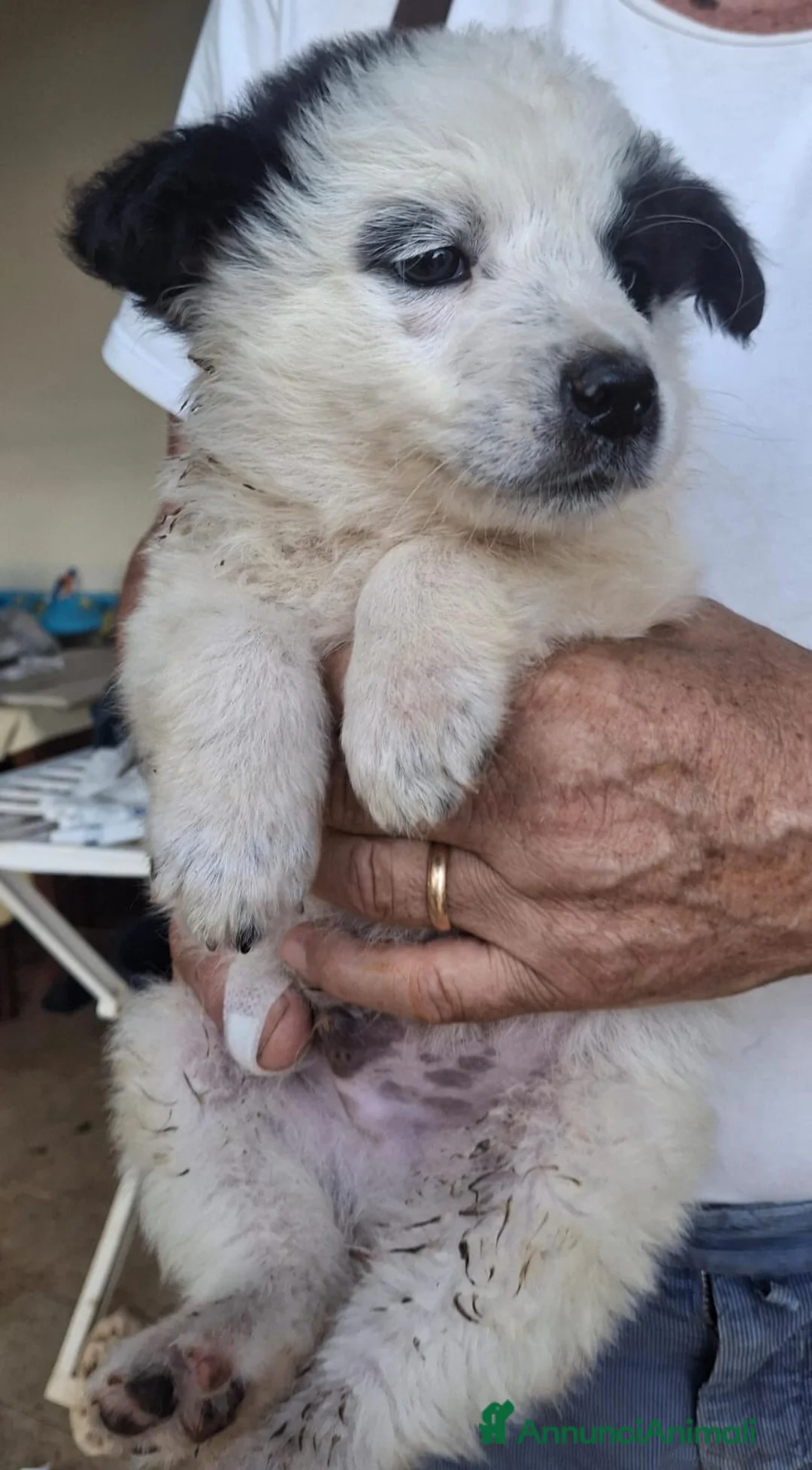 Meticcio cani in regalo: ROMOLO 💙 cerca il suo posto nel mondo a Provincia di Lucca - Annuncio 2