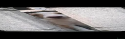 Meticcio cani in regalo: Le due sorelline del cuore cercano una casa! - Annuncio 2