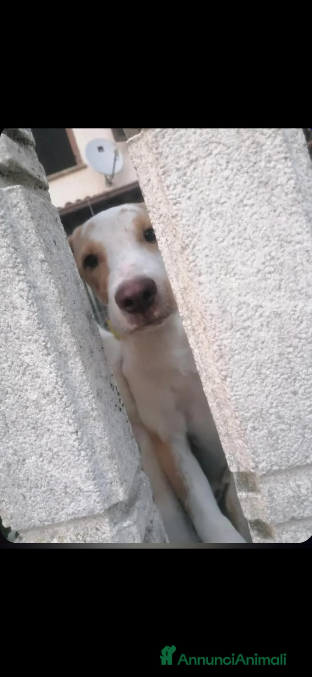 Meticcio cani in regalo: Le due sorelline del cuore cercano una casa! - Annuncio 2