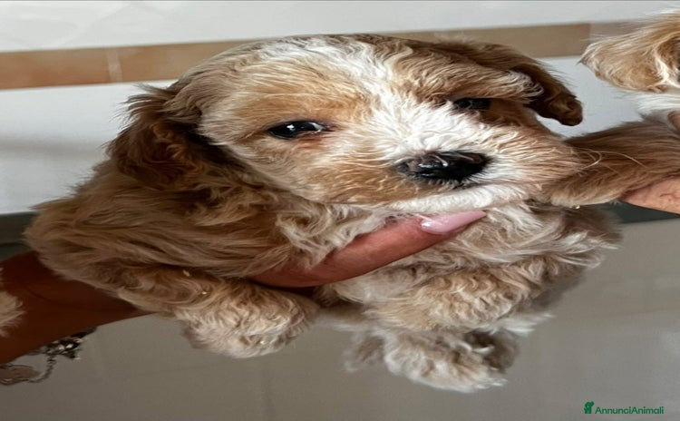 Meticcio cani a Provincia di Salerno - Annuncio 1