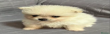 Mia