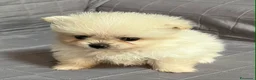 Spitz cani in vendita: Cuccioli Spitz Nano Tedesco di Pomerania a Libero consorzio comunale di Trapani - Annuncio 3