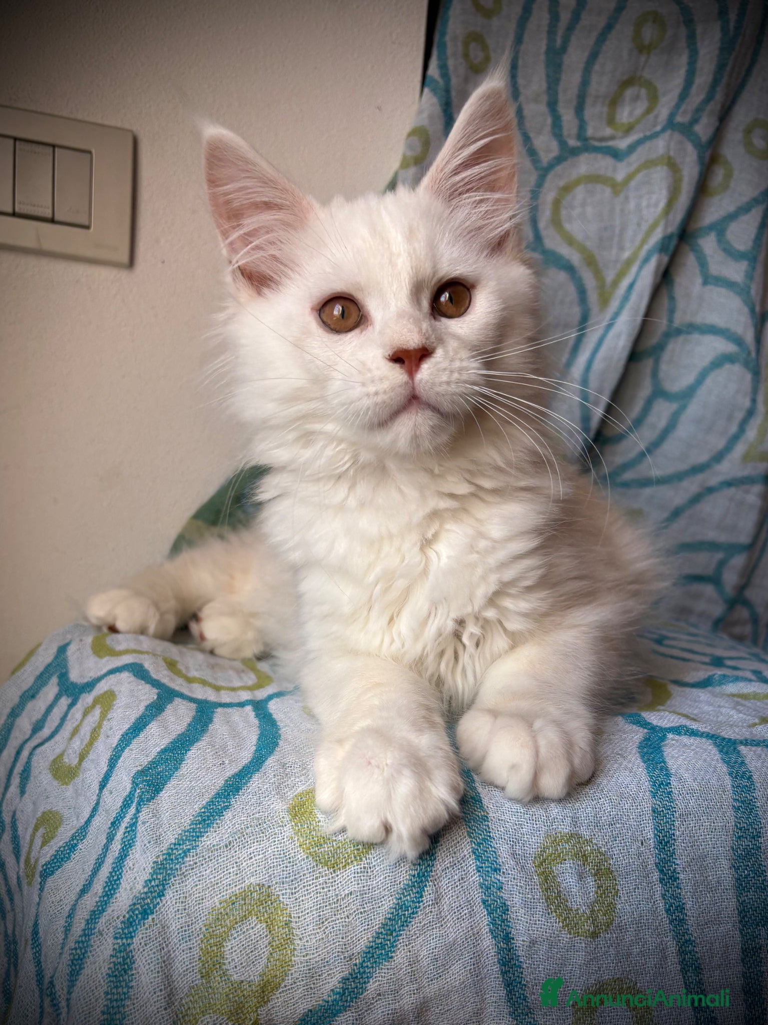 Maine Coon gatti Splendido cucciolo di Maine Coon Red silver shaded - Annuncio 4