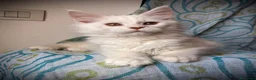 Maine Coon gatti in vendita: Splendido cucciolo di Maine Coon Red silver shaded a Provincia di Verona - Annuncio 1