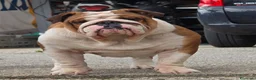 Bulldog cani in vendita: Cuccioli maschi alta genealogia  - Annuncio 4