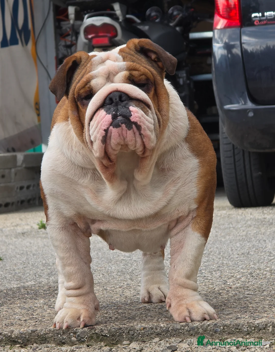 Bulldog cani in vendita: Cuccioli maschi alta genealogia  - Annuncio 4