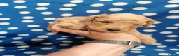 Barboncino cani in vendita: Barboncini nani cuccioli - Annuncio 3