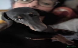 Bassotto cani per accoppiamento: Bassotta Kaninchen cerca bassotto a Provincia di Terni - Immagine 3