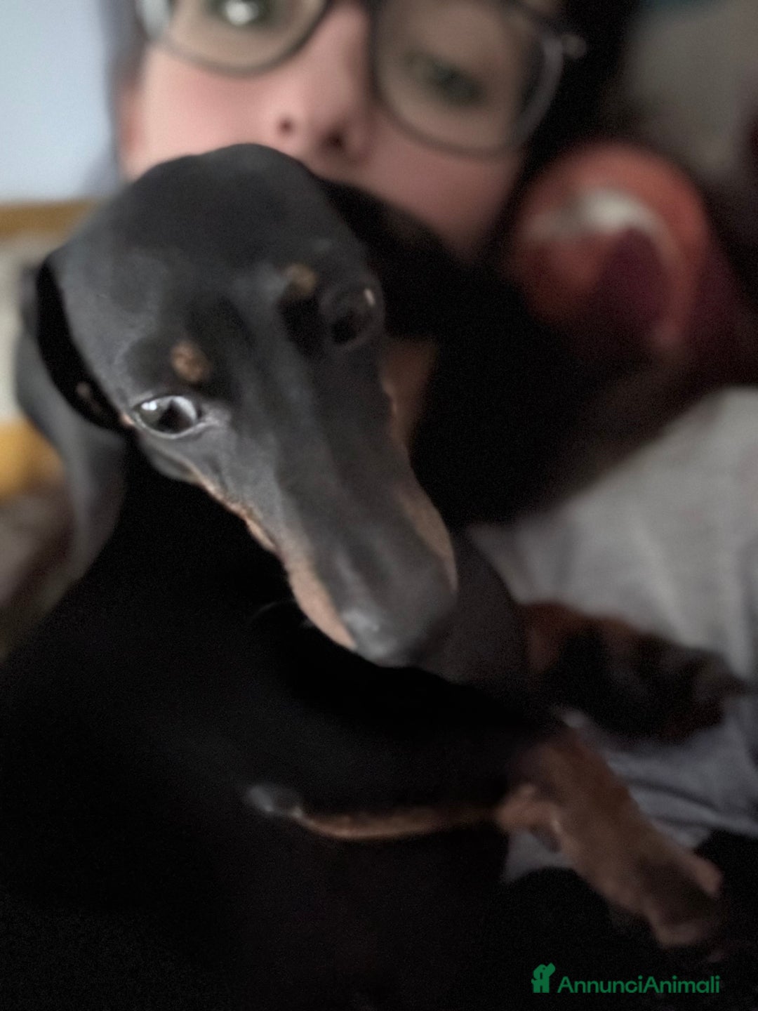 Bassotto cani per accoppiamento: Bassotta Kaninchen cerca bassotto a Provincia di Terni - Immagine 3