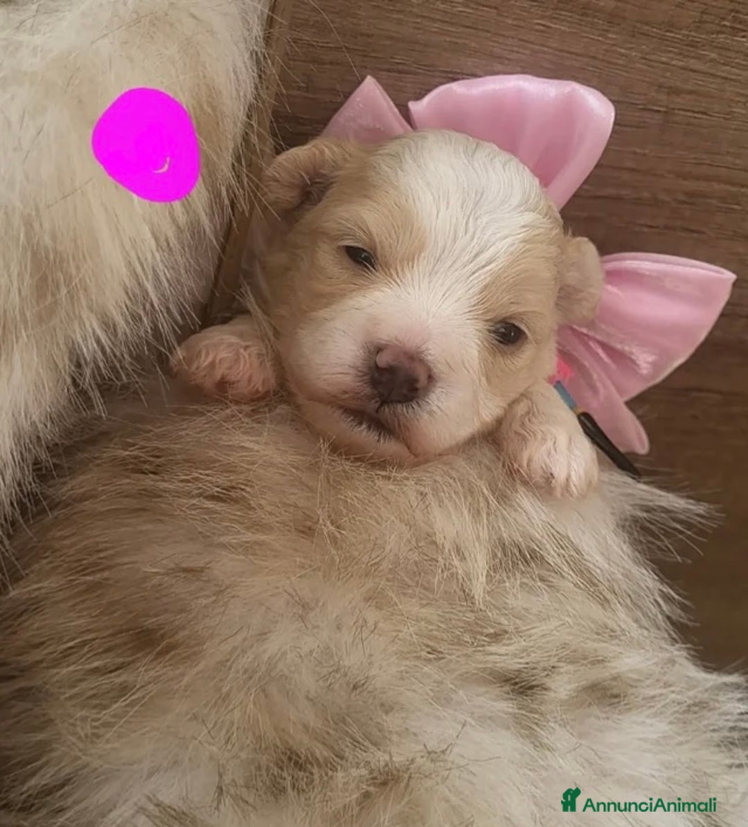 Meticcio cani in vendita: Cuccioli Toy Maltipoo - Annuncio 7